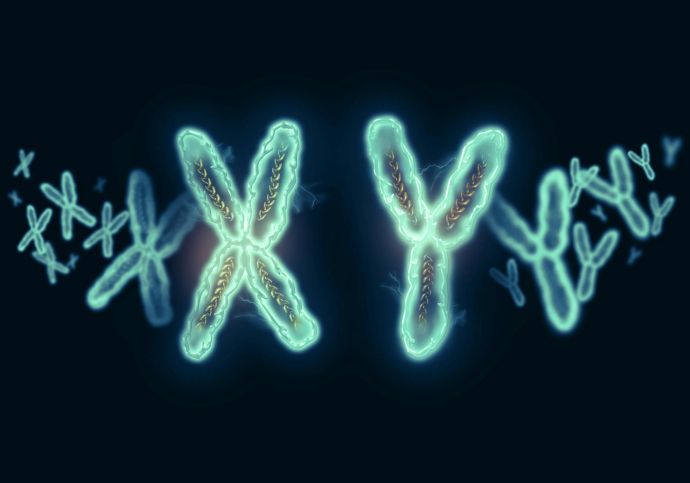 X- и Y-хромосомы